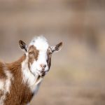 畅享无限:2023年最新免费电视剧推荐 3gamk