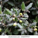 畅享无限漫画乐趣,探索 copymanga.tv VIP 会员特权 6w98iw