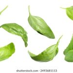 网址库发布页:全面解析如何高效管理和发布网站链接资源 qnlc1qvyde